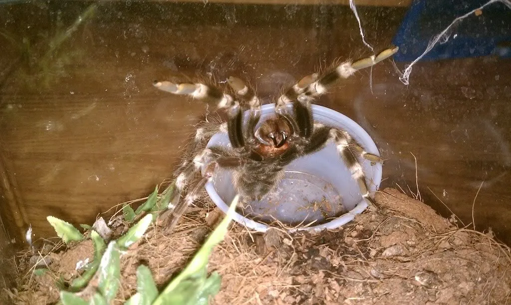 /img/20316-tarantula-species.webp
