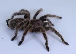 20317 ventilation tarantula