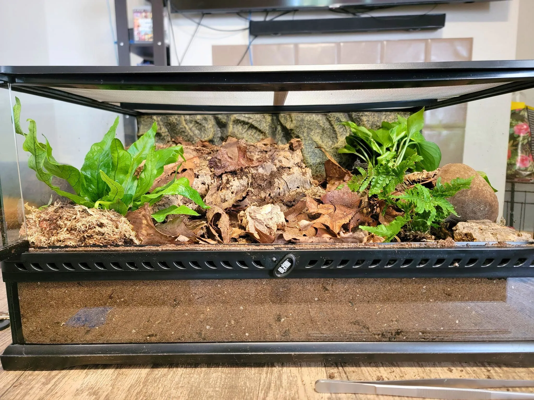20318 arboreal tarantula enclosure