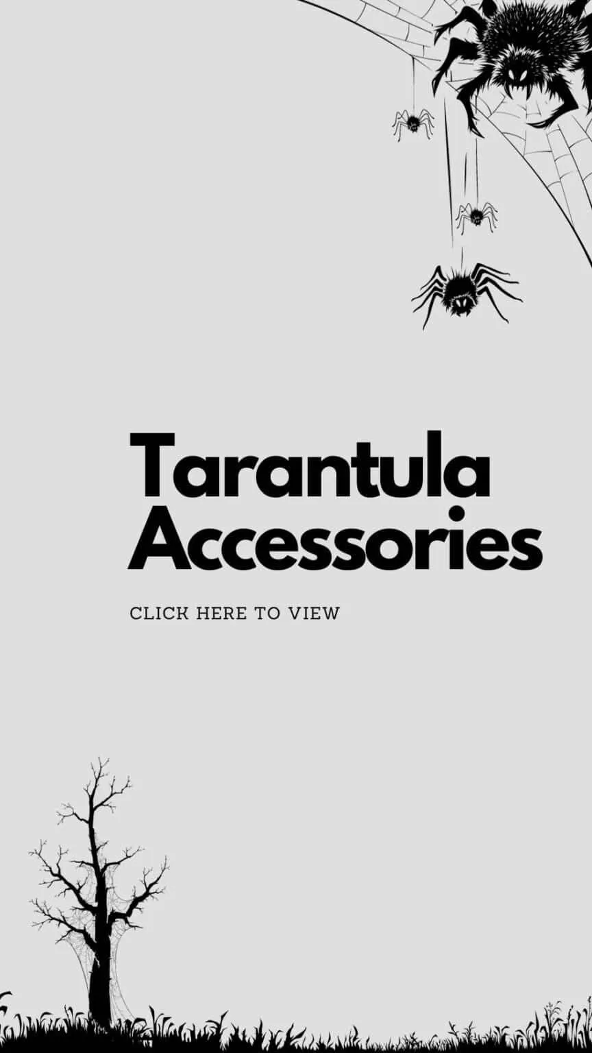 20318 tarantula feeding setup