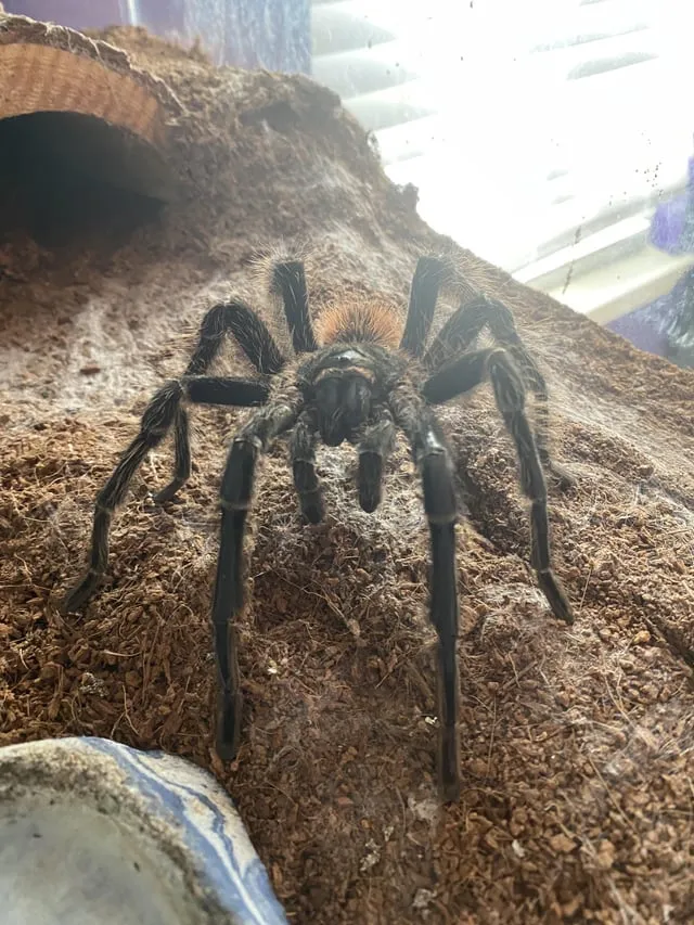 20318 tarantula hide and decor