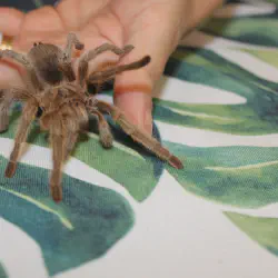 /img/20319-tarantula-species.webp