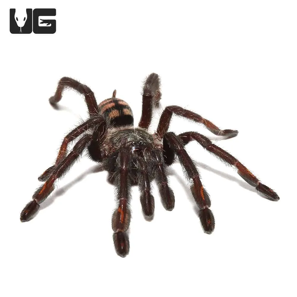 20324 suntiger tarantula molting