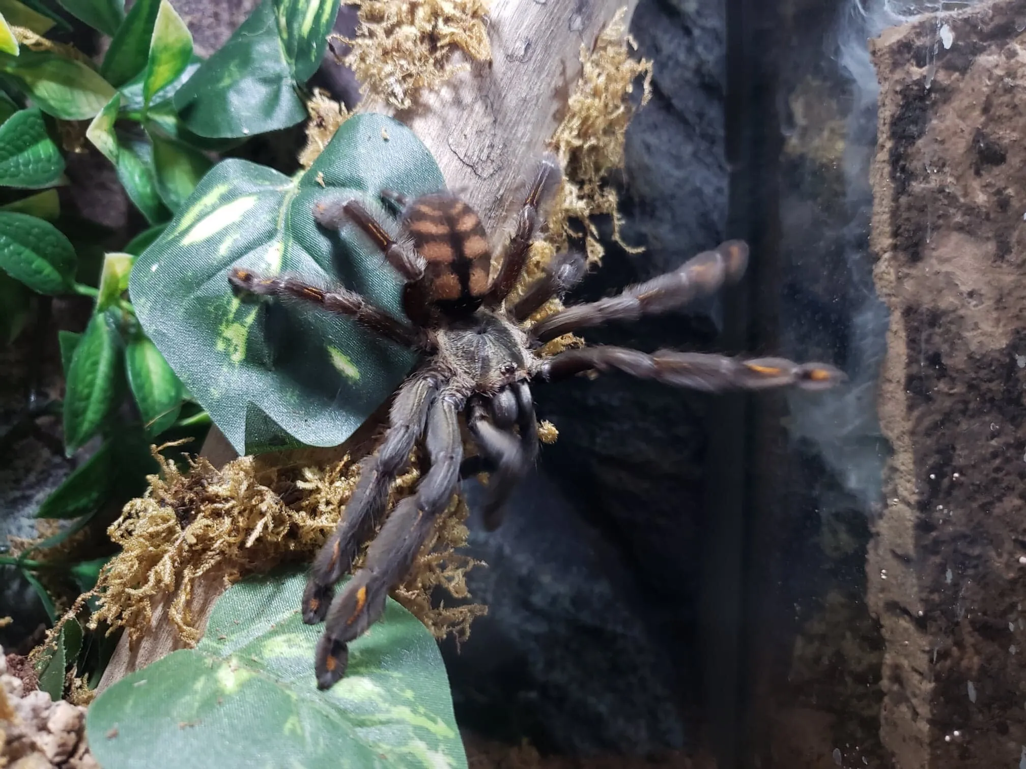 20324 suntiger tarantula substrate