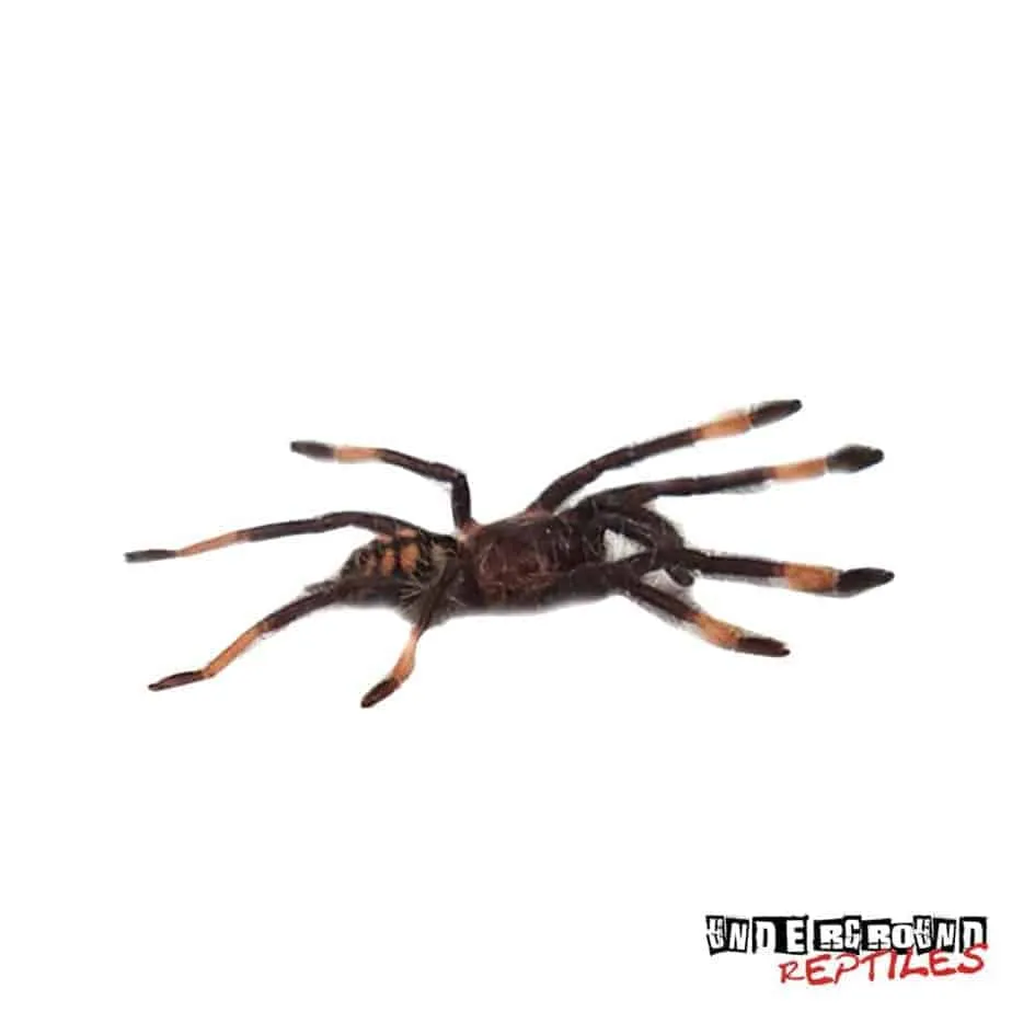 /img/20324-suntiger-tarantula-temperature.webp