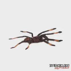 /img/20324-suntiger-tarantula-temperature.webp
