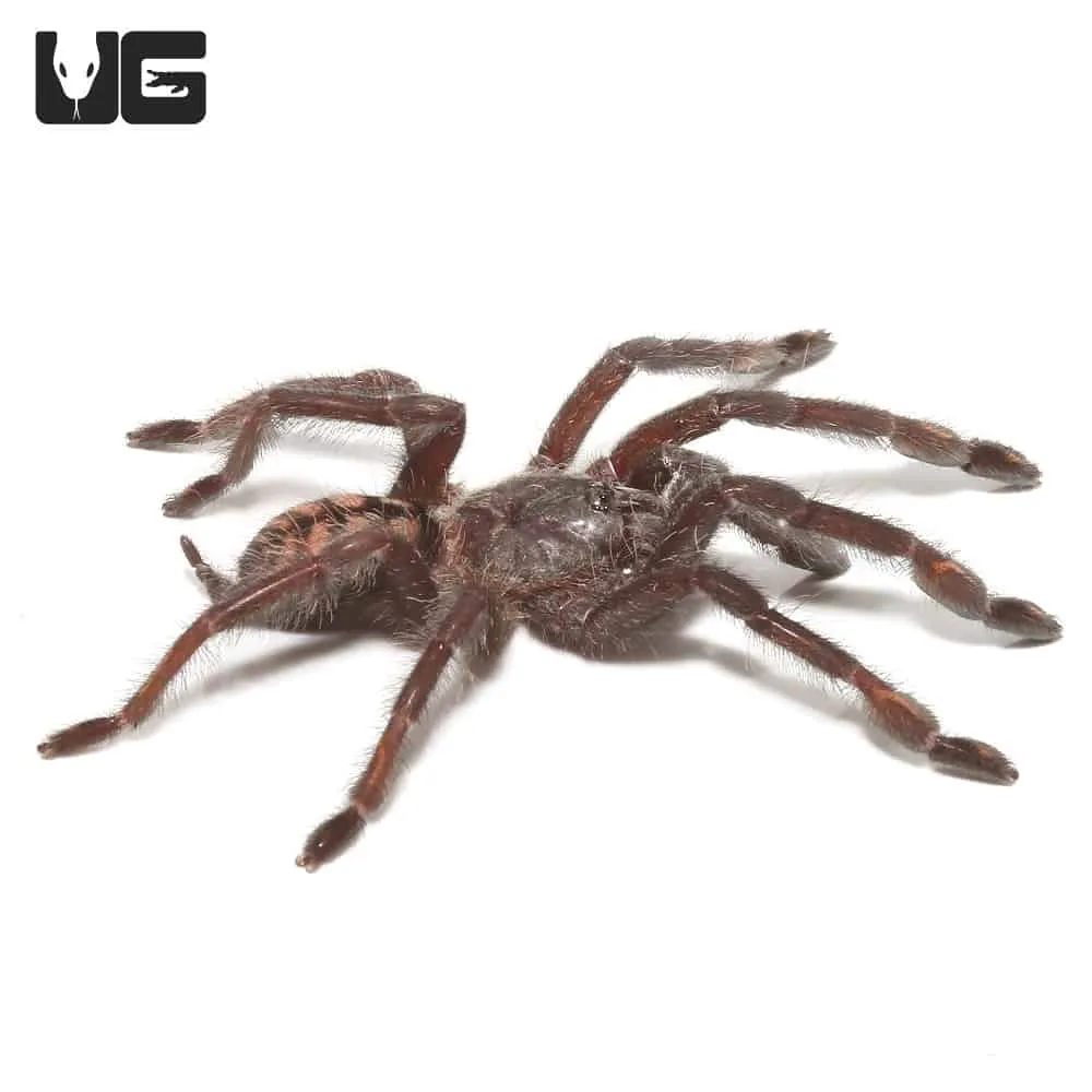 20324 suntiger tarantula water dish