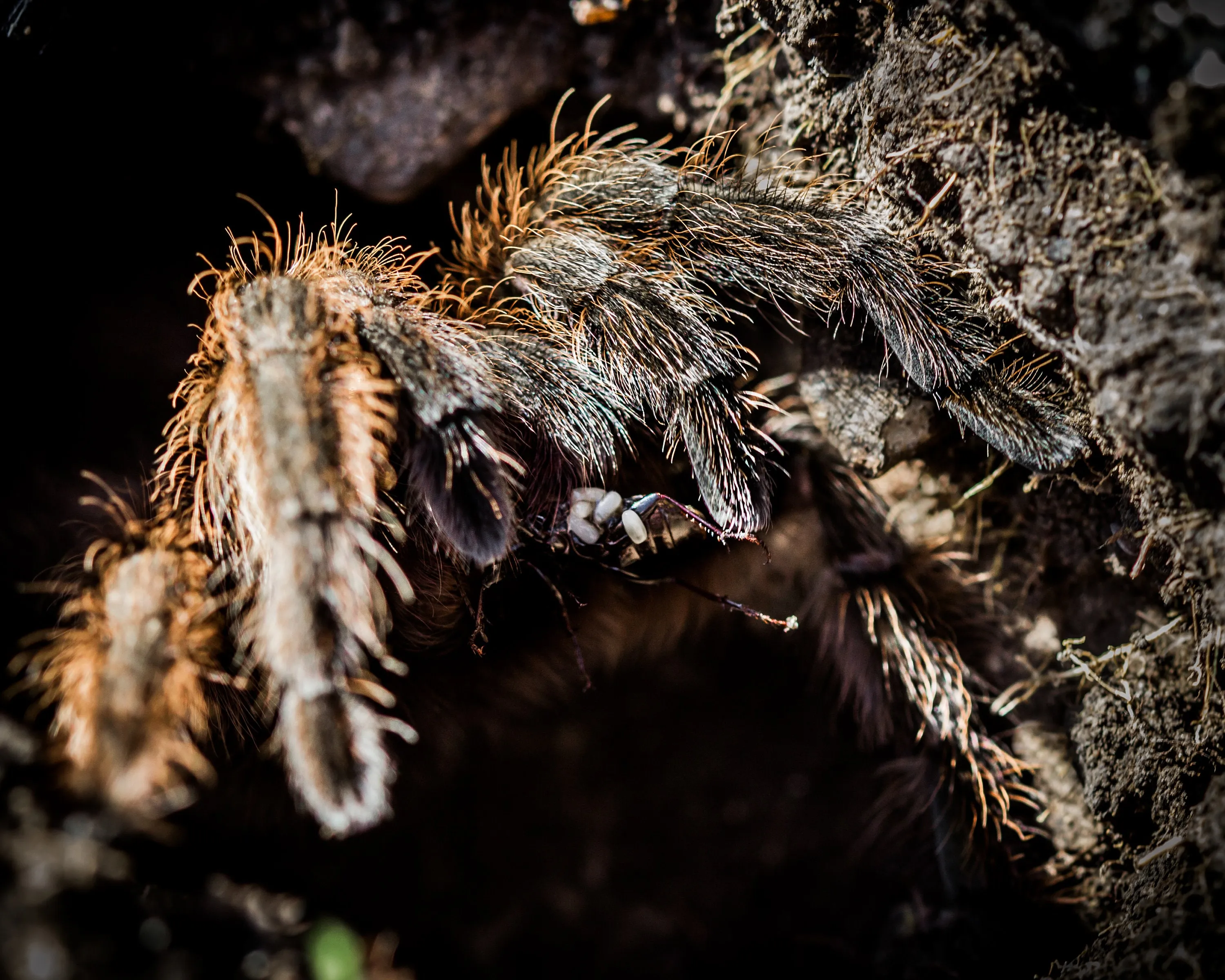 /img/20325-tarantula-egg-sac.webp