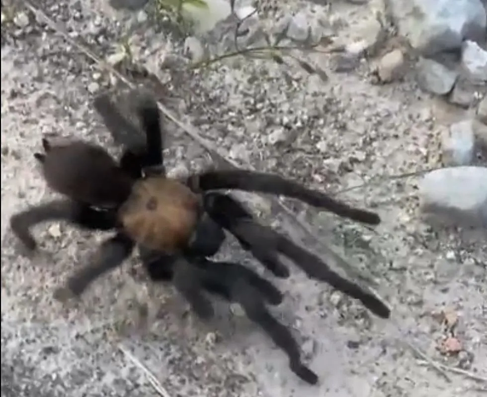 20325 tarantula hunting