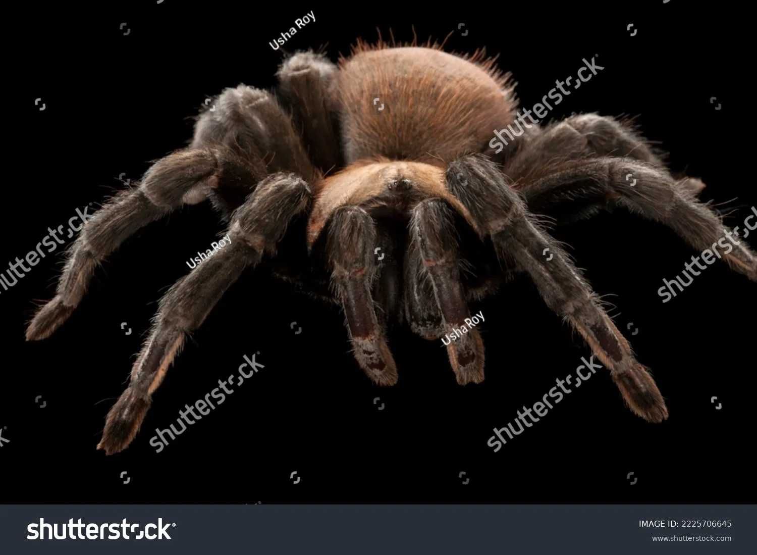 20325 tarantula mating