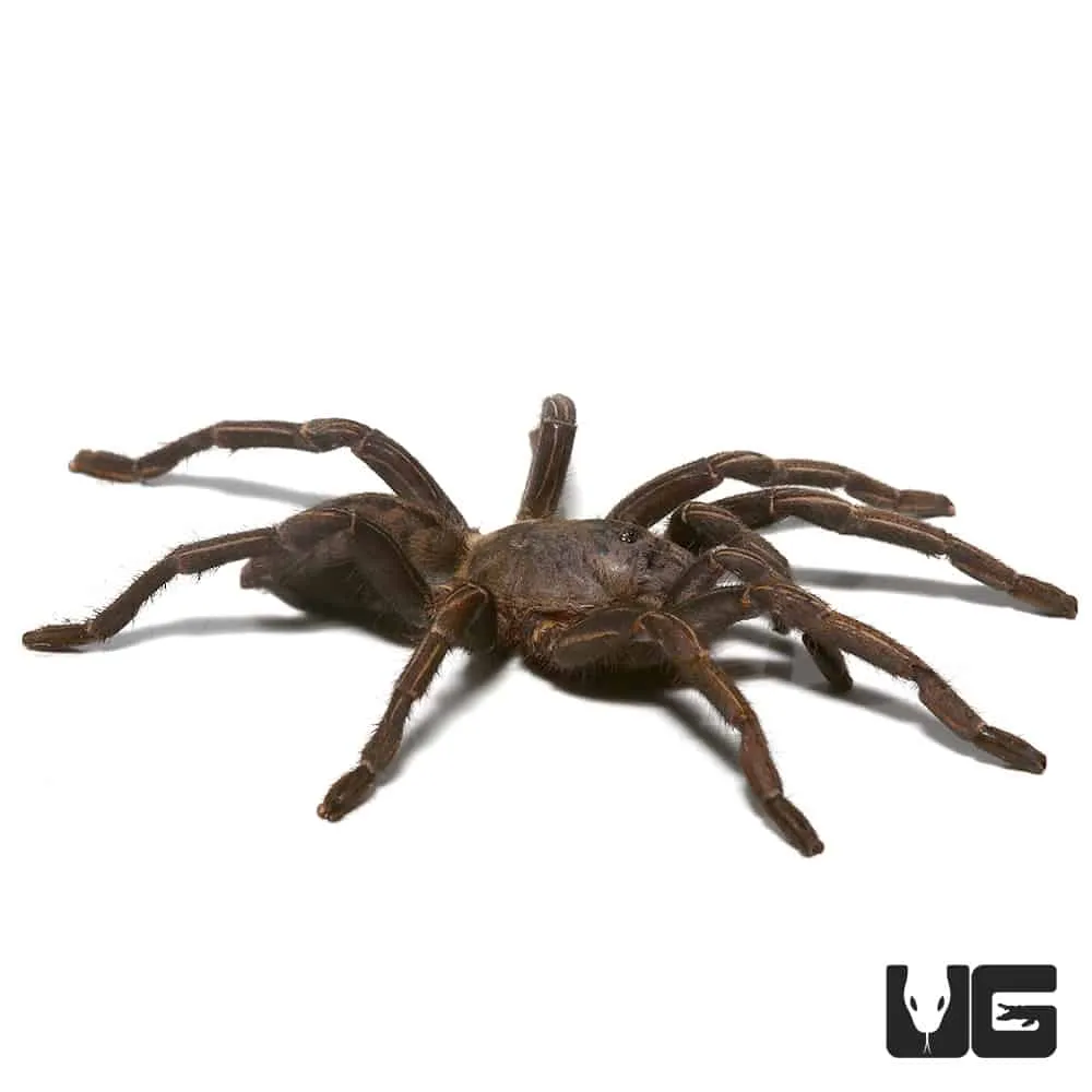 20327 zebra leg tarantula handling