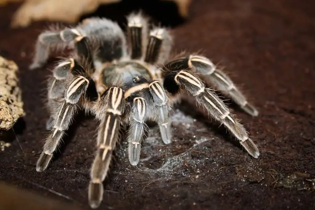 /img/20327-zebra-leg-tarantula-humidity.webp