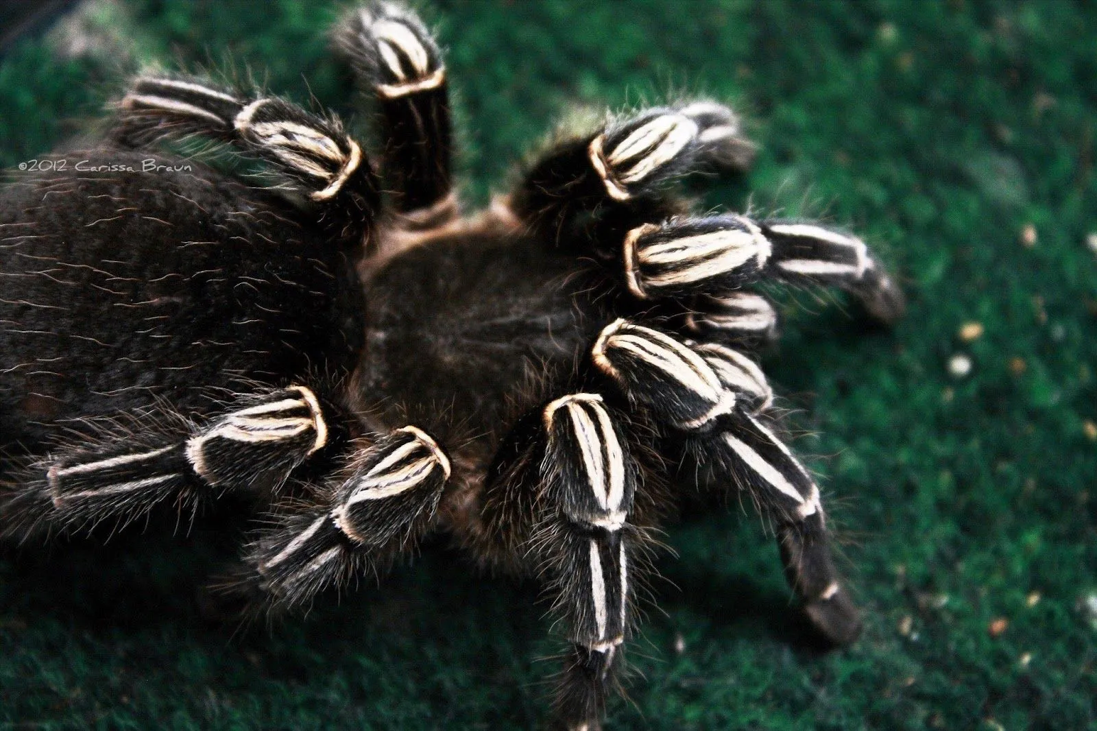 20327 zebra leg tarantula substrate
