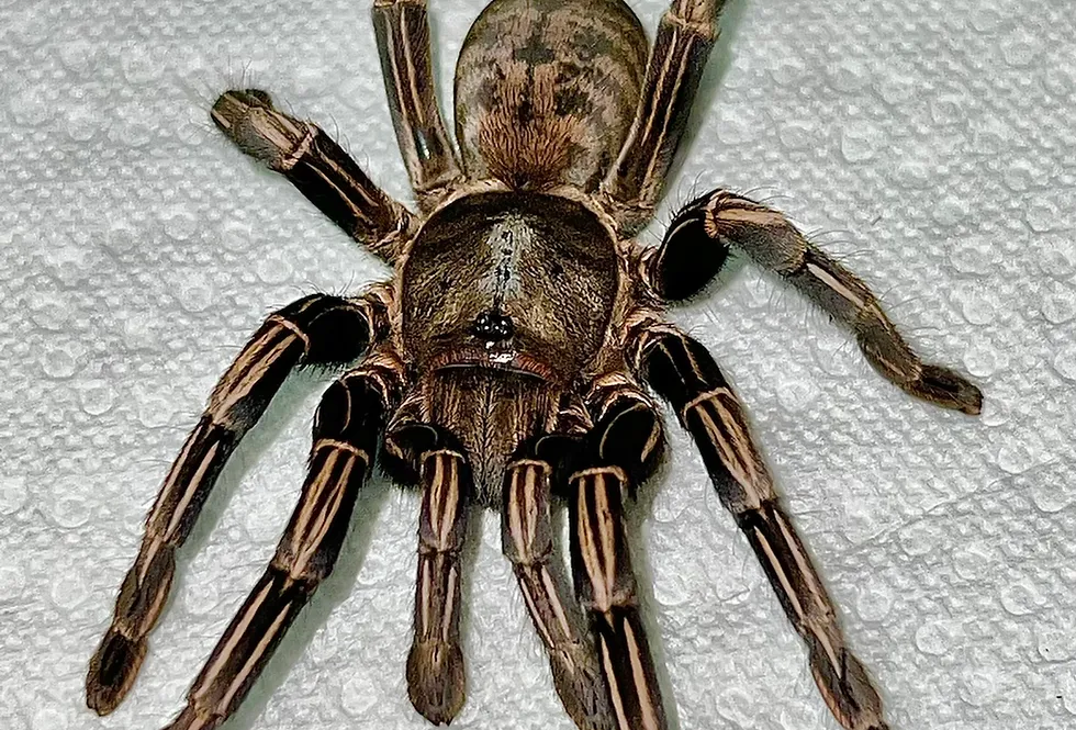 20327 zebra leg tarantula temperature