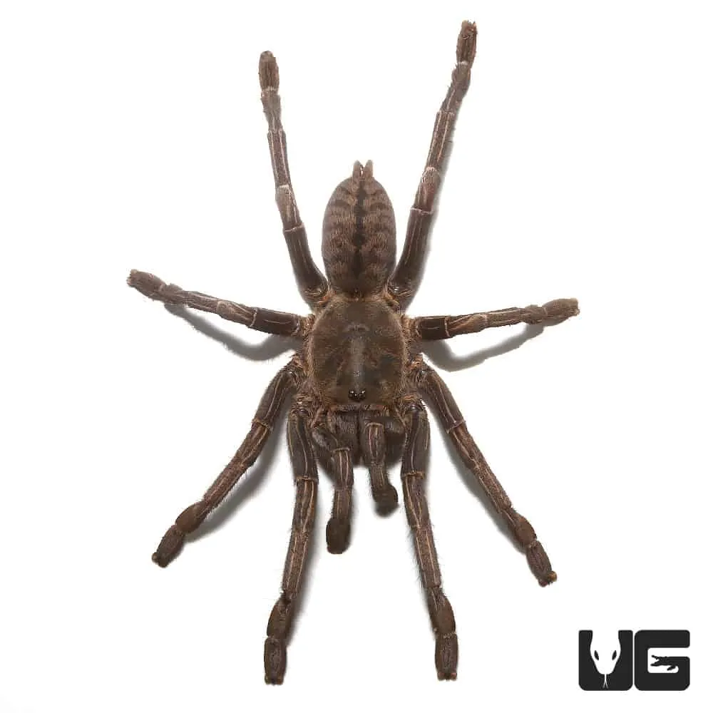 20327 zebra leg tarantula water