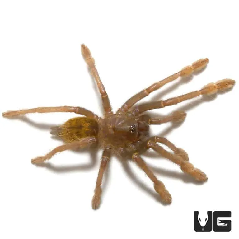 20328 olive baboon tarantula close up