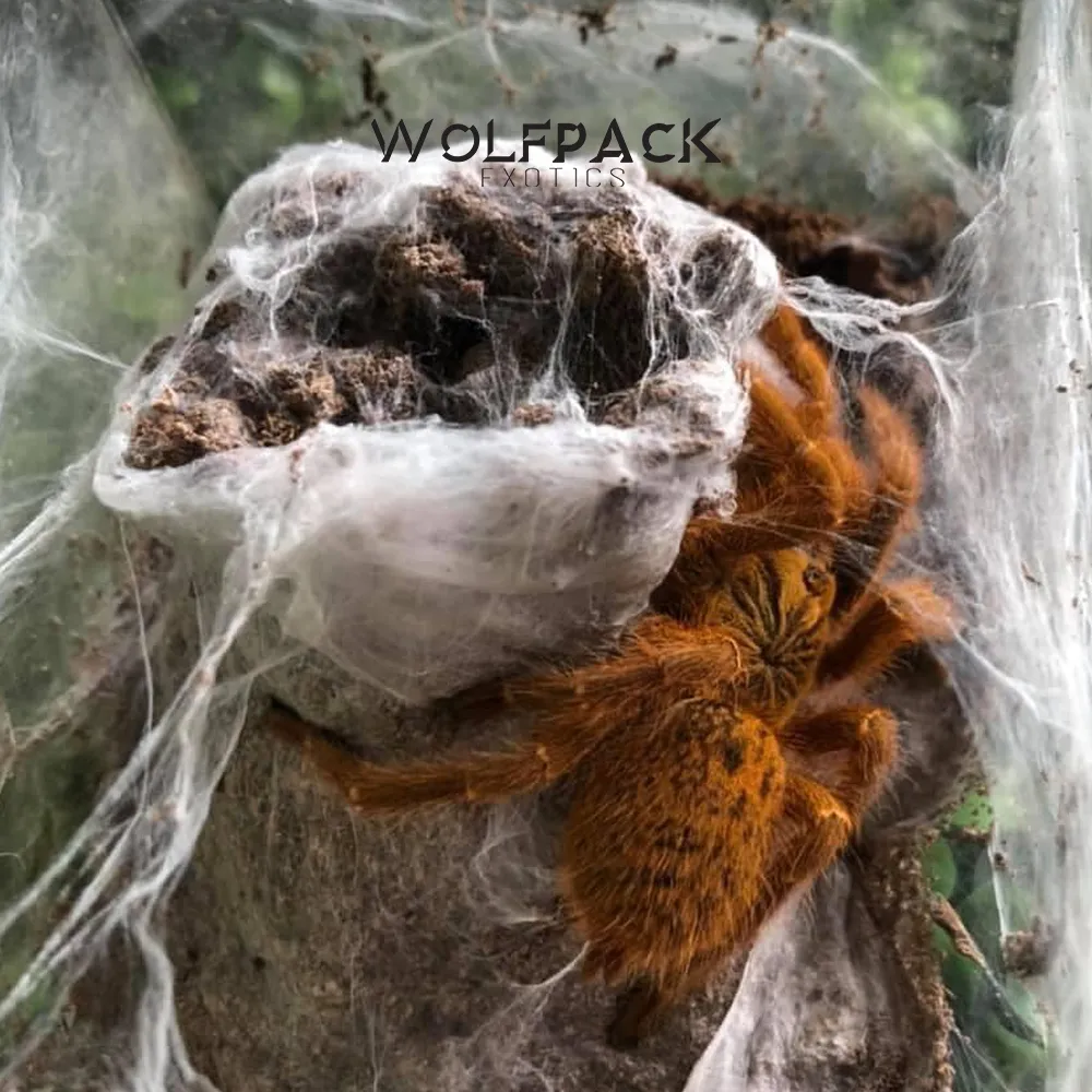 20328 olive baboon tarantula feeding