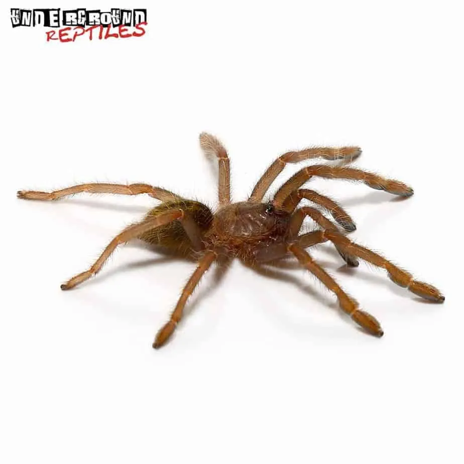 20328 olive baboon tarantula in habitat