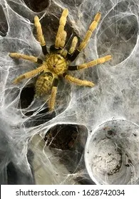 20328 olive baboon tarantula molting