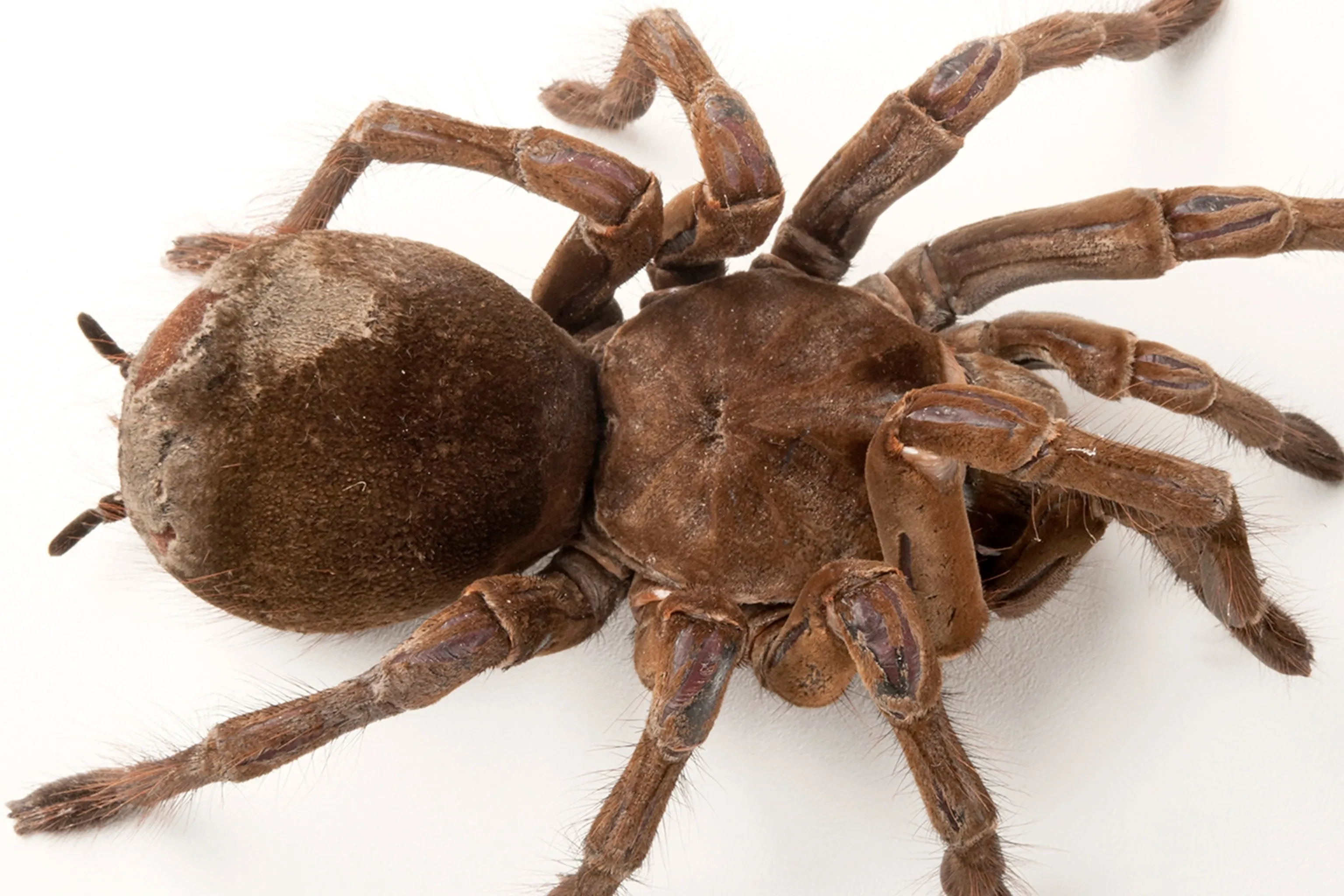 20331 goliath birdeater bite symptoms