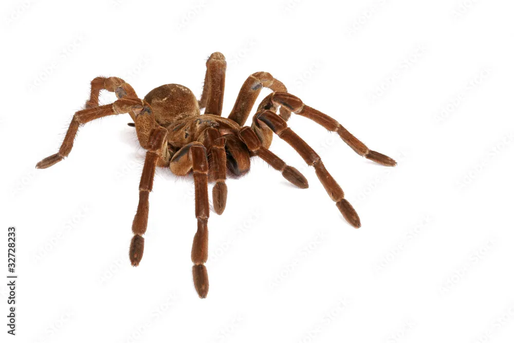 20331 goliath birdeater defensive pose