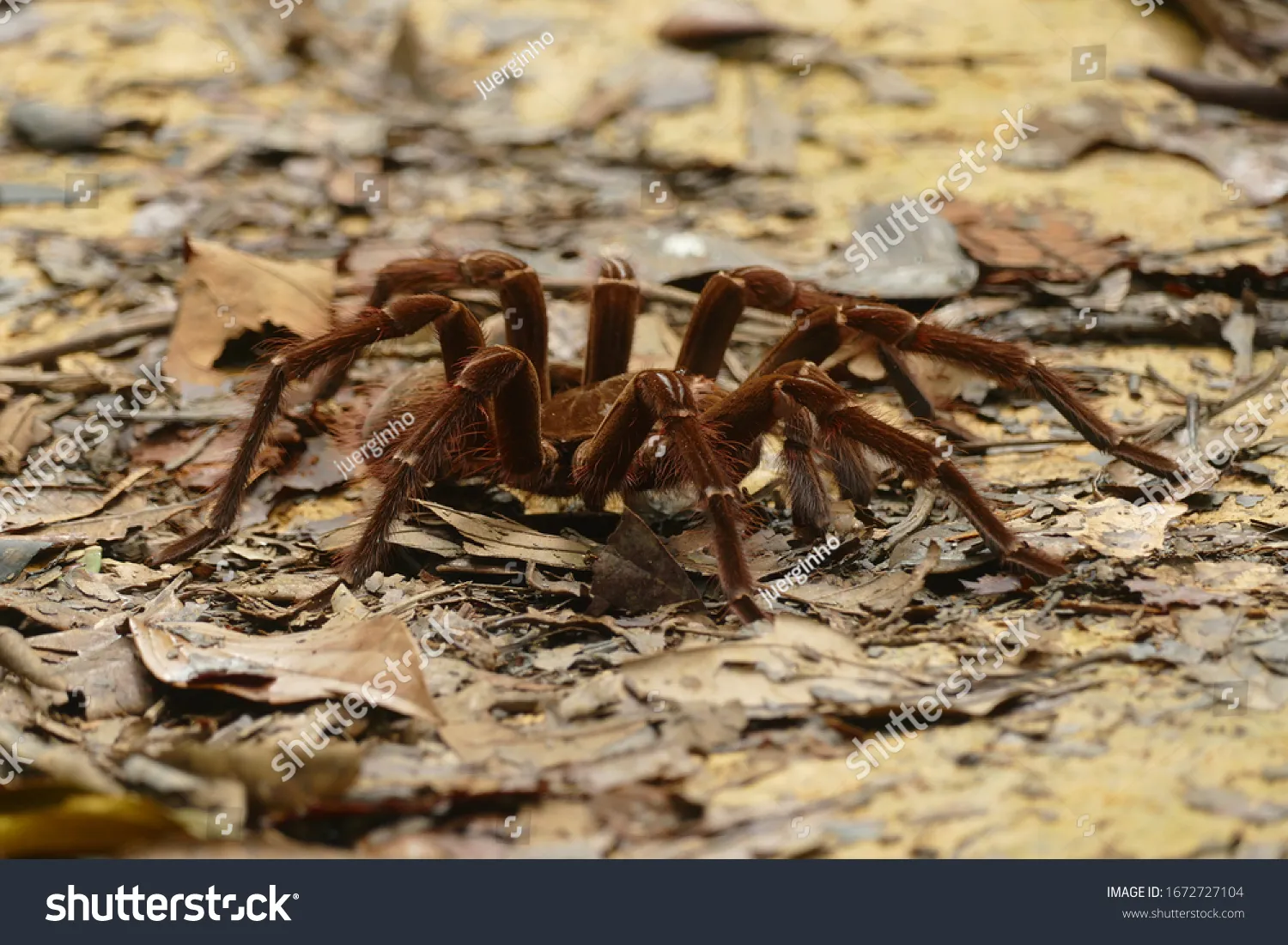 20331 goliath birdeater habitat