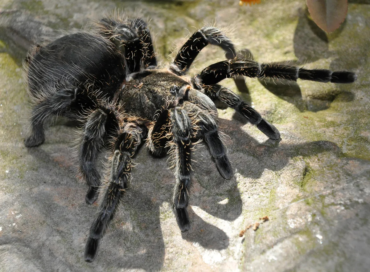 /img/20331-goliath-birdeater-not-lethal.webp