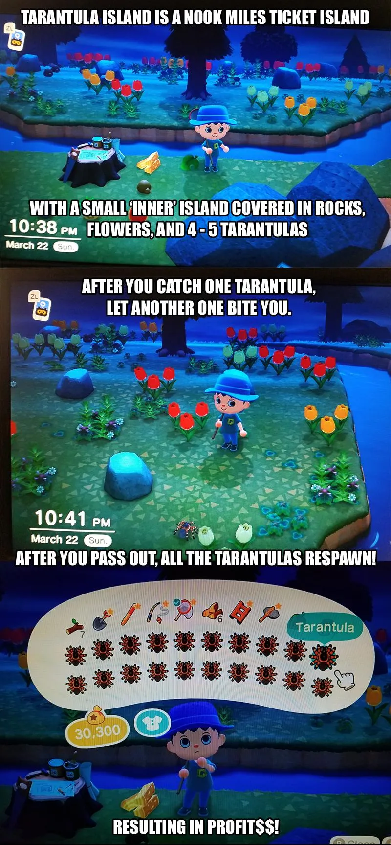 20334 tarantula island tips