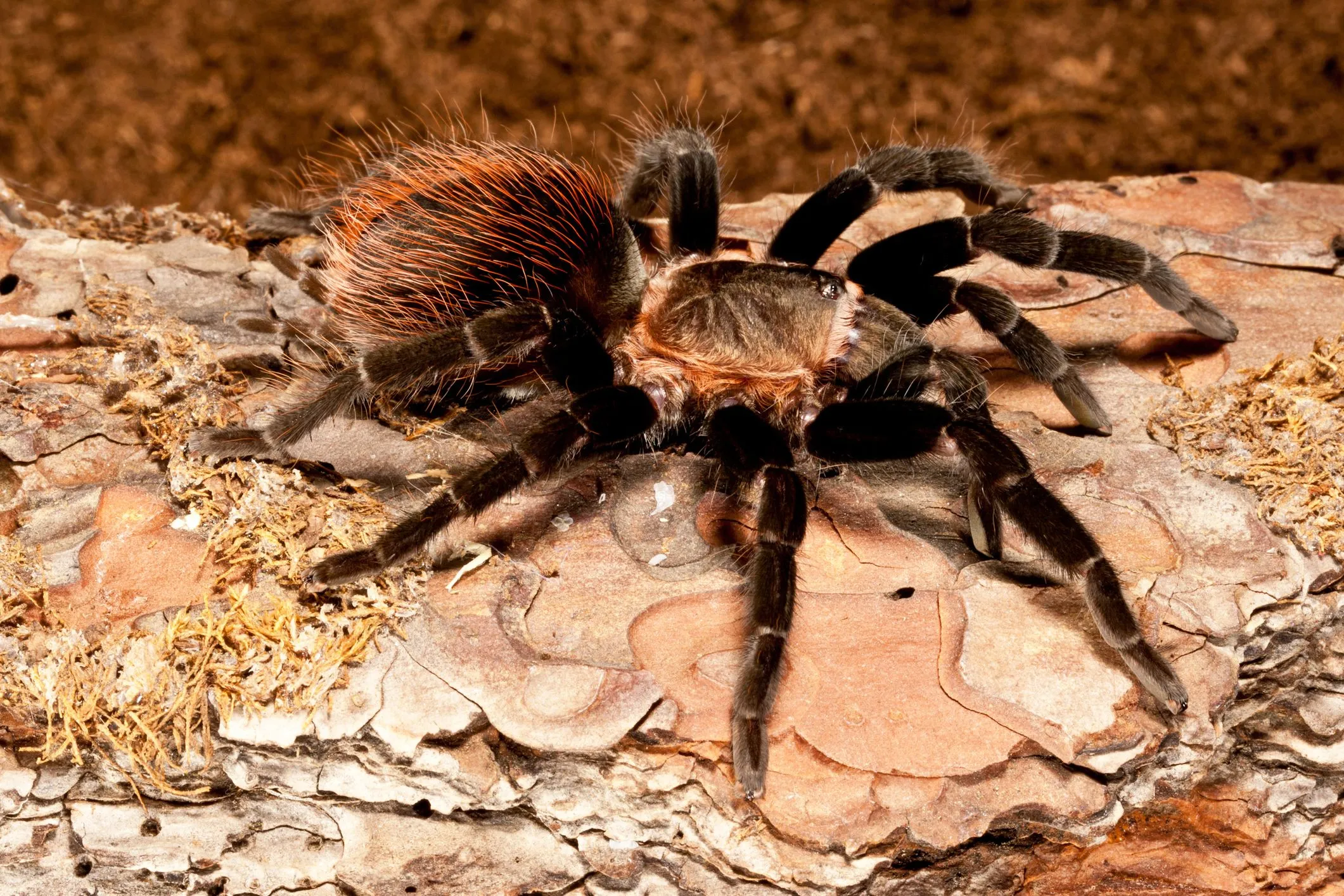 20337 tarantula behavior