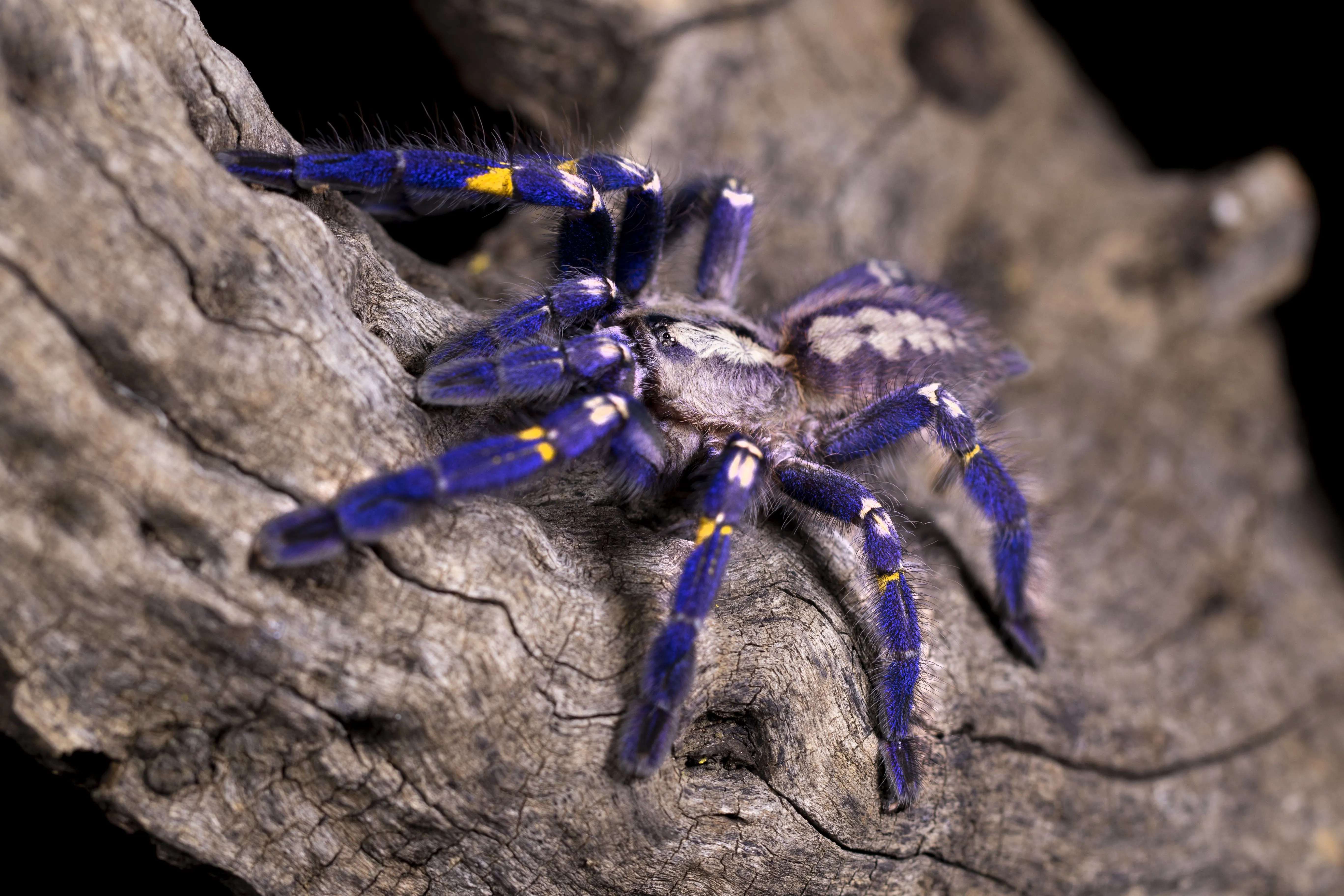 /img/20337-tarantula-lifespan.webp