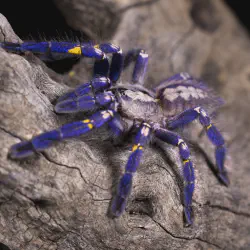 /img/20337-tarantula-lifespan.webp