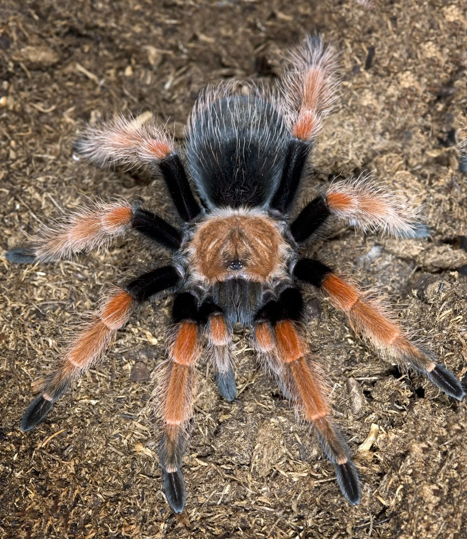 20337 tarantula molting