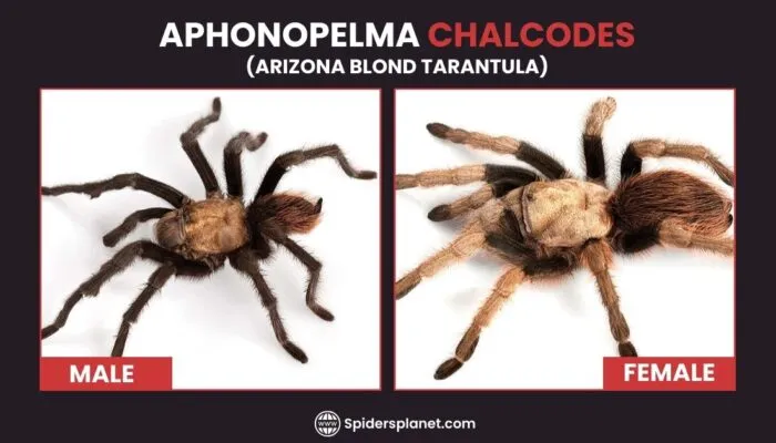 20340 arizona blond tarantula female