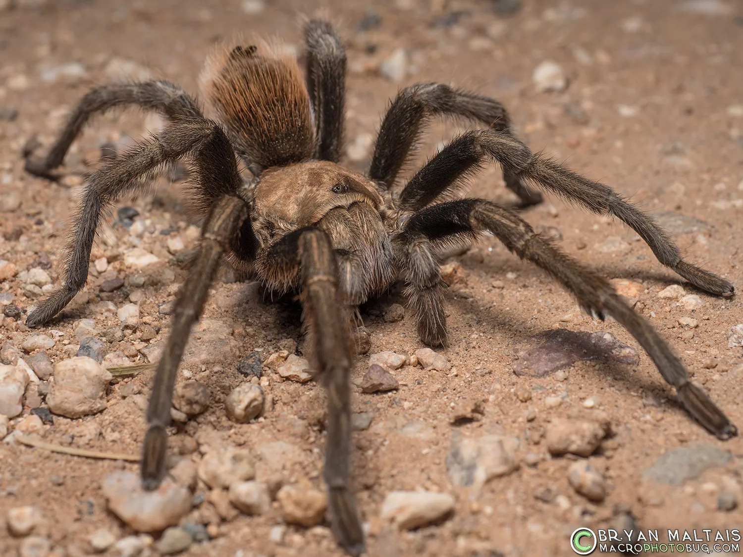 20340 arizona blond tarantula male