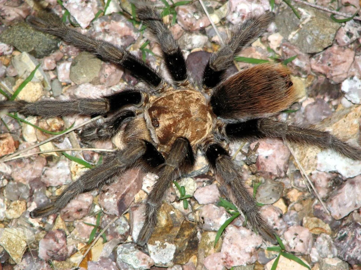 /img/20340-arizona-blond-tarantula-molt.webp