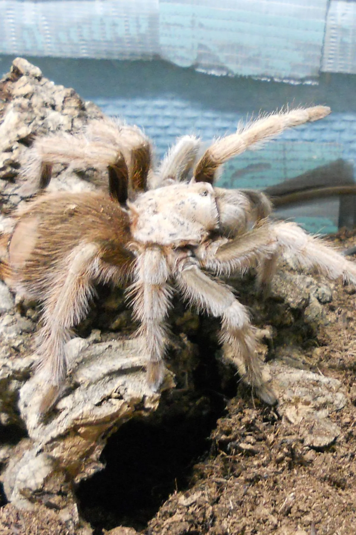 20340 arizona blond tarantula overview