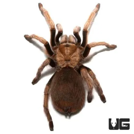 20340 arizona blond tarantula pedipalps