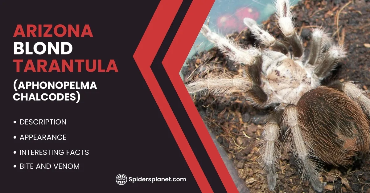 20340 arizona blond tarantula spermathecae