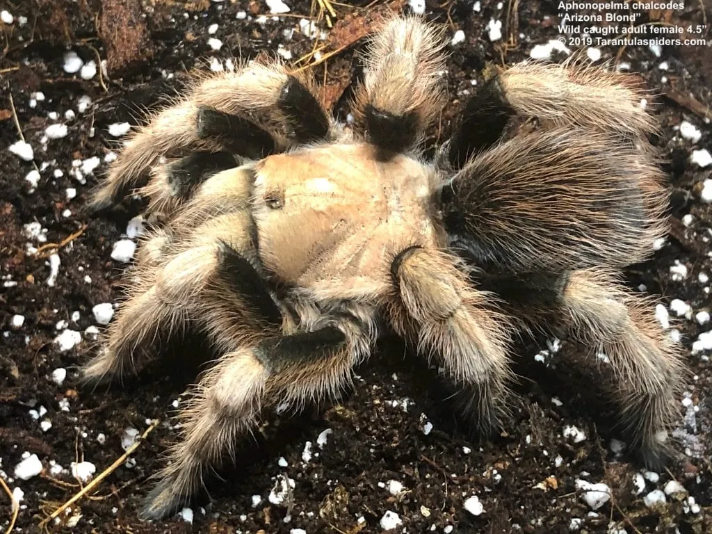 20340 arizona blond tarantula tibial hooks