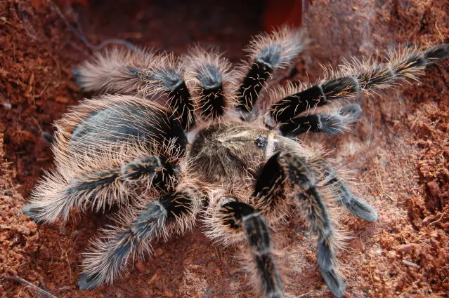20341 tarantula molting