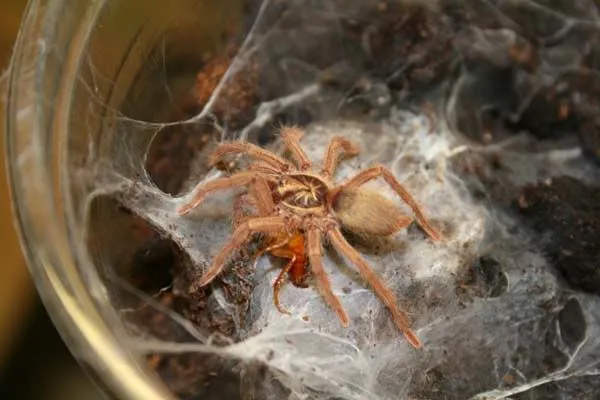 /img/20344-baby-albino-tarantula-habitat.webp