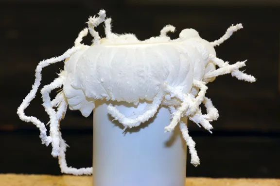 20344 baby albino tarantula water