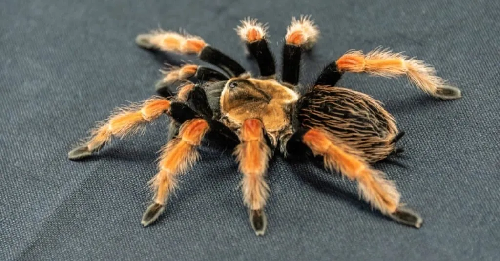 20345 red knee tarantula adult