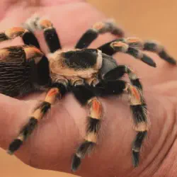 /img/20345-tarantula-substrate.webp