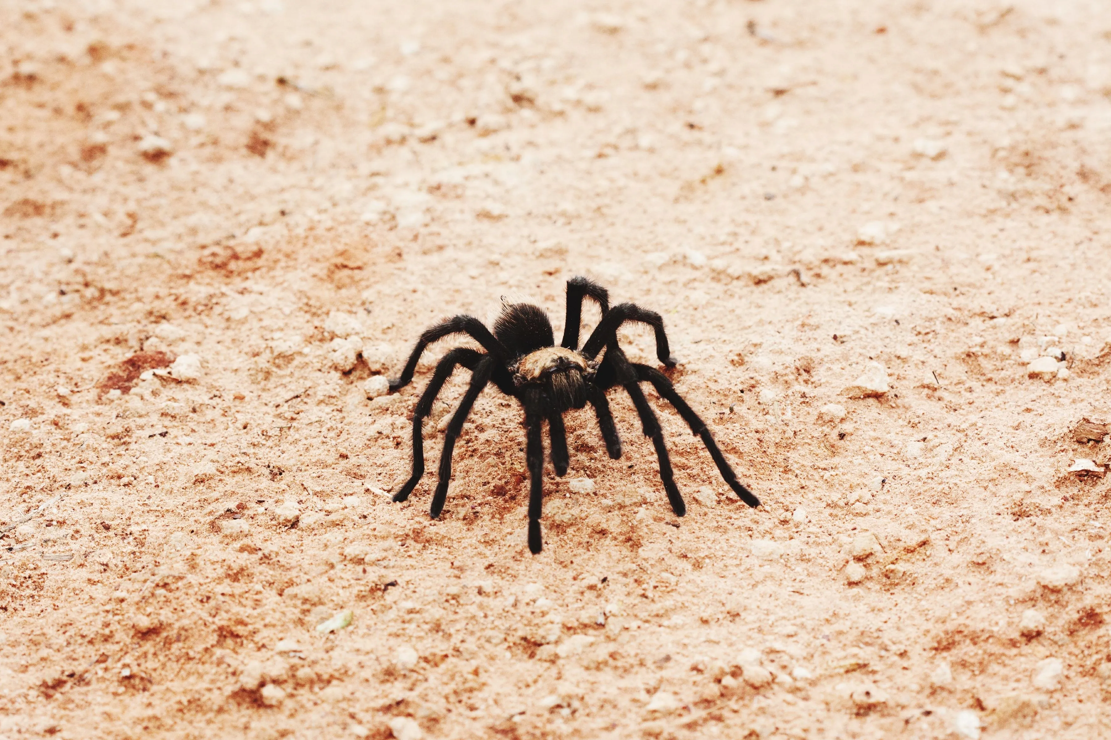 /img/20348-utah-tarantula-spider-close-up.webp