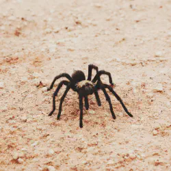 /img/20348-utah-tarantula-spider-close-up.webp