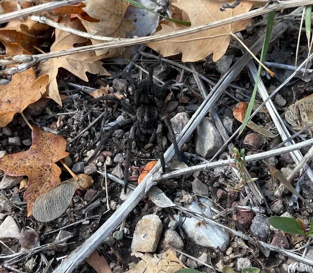 20348 utah tarantula spider conservation