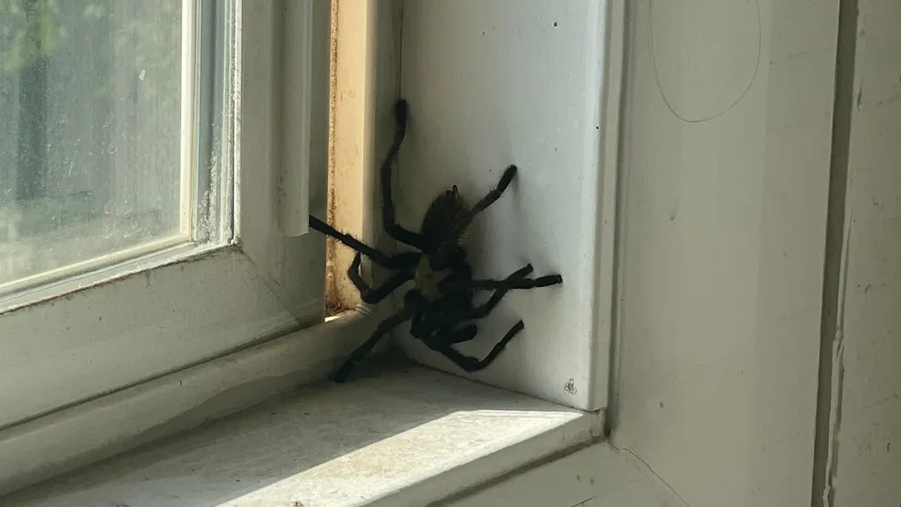 20348 utah tarantula spider facts