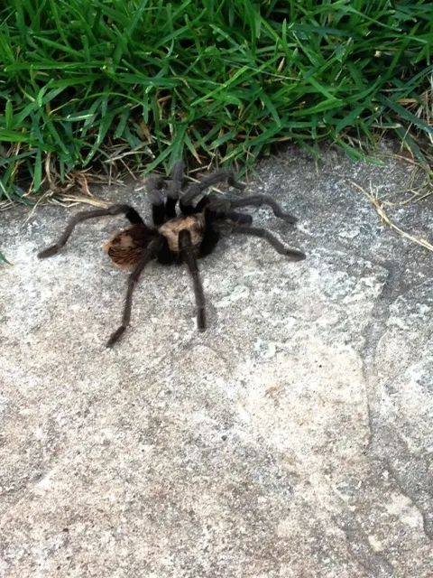 20348 utah tarantula spider life cycle