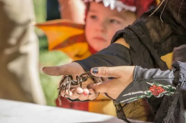 20349 festival vendors